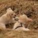 IMG 3866.thumbnail.JPG
