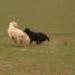 IMG 3868.thumbnail.JPG