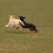 IMG 3869.thumbnail.JPG