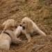 IMG 3876.thumbnail.JPG
