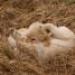 IMG 3877.thumbnail.JPG
