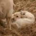 IMG 3878.thumbnail.JPG