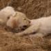 IMG 3884.thumbnail.JPG