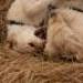 IMG 3904.thumbnail.JPG