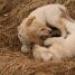 IMG 3910.thumbnail.JPG