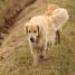IMG 3927.thumbnail.JPG