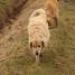 IMG 3928.thumbnail.JPG