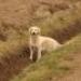 IMG 3389.thumbnail.JPG