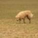 IMG 3406.thumbnail.JPG