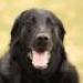IMG 3437.thumbnail.JPG