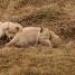 IMG 3450.thumbnail.JPG