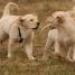 IMG 3452.thumbnail.JPG