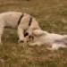 IMG 3457.thumbnail.JPG