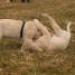IMG 3461.thumbnail.JPG