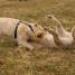 IMG 3462.thumbnail.JPG