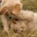IMG 3464.thumbnail.JPG