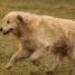 IMG 3487.thumbnail.JPG