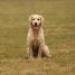 IMG 3490.thumbnail.JPG
