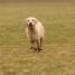 IMG 3492.thumbnail.JPG