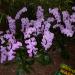 Gruene Woche 2009 027