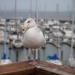 HENT1820 resize to FullHD.JPG